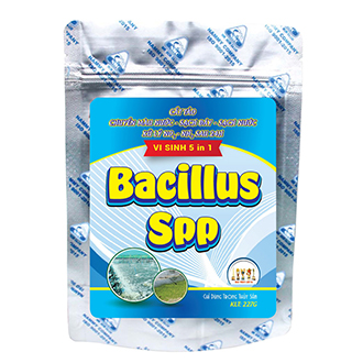 BACILLUS SPP
